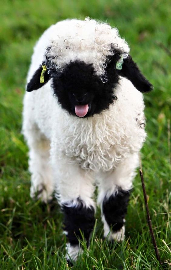 A lil sheepie